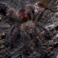 Avicularia juruensis