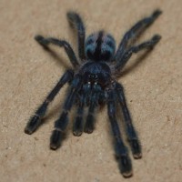 Avicularia laeta