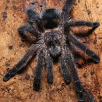 Avicularia sp. "Ecuador"