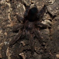 Avicularia sp. "Tarapoto"