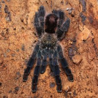 Avicularia diversipes