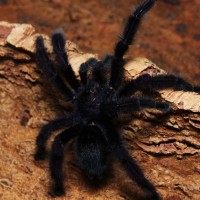 Avicularia sp. "Ecuador"