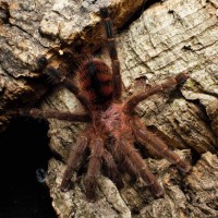 Avicularia minatrix