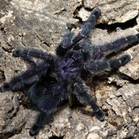 Avicularia sp. "Colombia"