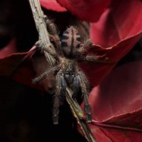 Avicularia laeta