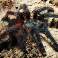 Avicularia braunshauseni