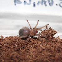 Brachypelma emilia