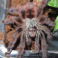 Avicularia versicolor 0.1