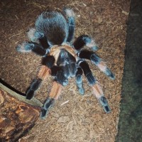 Brachypelma emilia (Majora)