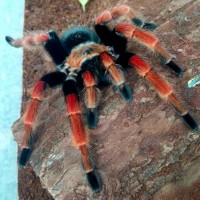 Brachypelma boehmei (Ginger)