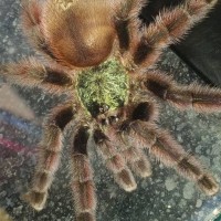 Avicularia versicolor