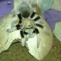 Aphonopelma chalcodes