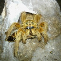 Pterinochilus murinus (OBT)