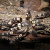 Poecilotheria subfusca 0.1