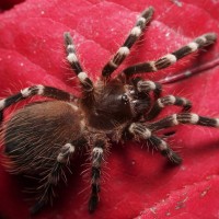 Acanthoscurria geniculata