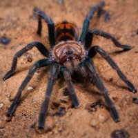 Chromatopelma cyaneopubescens