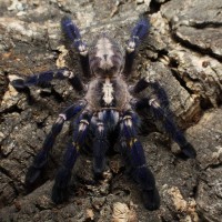 Poecilotheria metallica