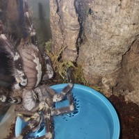 P. Regalis pic 2      #57