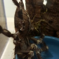 P. Regalis pic 1        #57