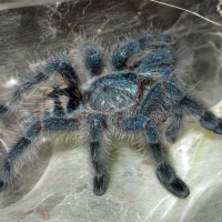 Avicularia versicolor