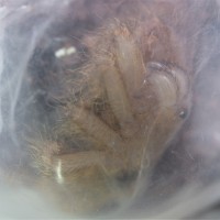 Freshly Molted OBT