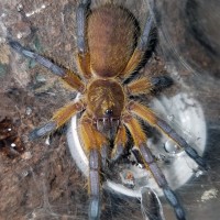 H.pulchripes Drinking
