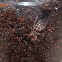 Hapalopus sp. "Columbia" small(?)