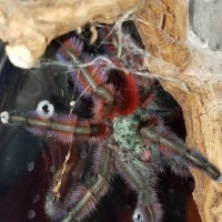 Versicolor fresh molt