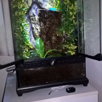 Housing for Poecilotheria Metallica