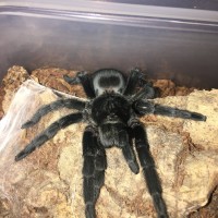 Freshly molted Grammostola pulchra