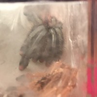 Avicularia braunshauseni