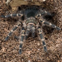 G. pulchripes male