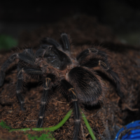 G. pulchripes