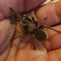 Dwarf Aphonopelma, superstitions