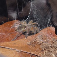 My Harpactira pulchripes first meal in my care.