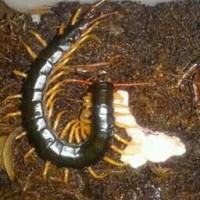 Scolopendra Spinosisima Yellow Legs