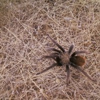 Aphonopelma sp.