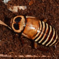 Adult Eurycotis decipiens(Zebra Roach)