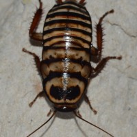 Eurycotis decipiens(Zebra Roach) Nymph