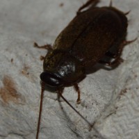 Adult Diploptera punctata(Pacific Beetle Mimic Roach)