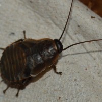 Diploptera punctata(Pacific Beetle Mimic Roach) Nymph