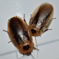 Archimandrita tesselata(Peppered Roach) Adult Pair