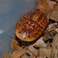 Archimandrita tesselata(Peppered Roach) Nymph