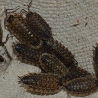 Porcellio spinicornis