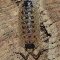 Porcellio spinicornis"White"