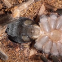 B.boehmi