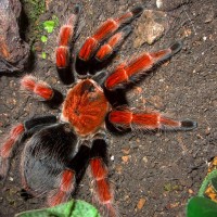 Brachypelma boehmei