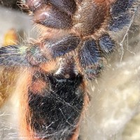 GBB Ventral