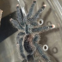 0.0.1 A. avicularia