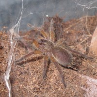 Harpactira pulchripes sling